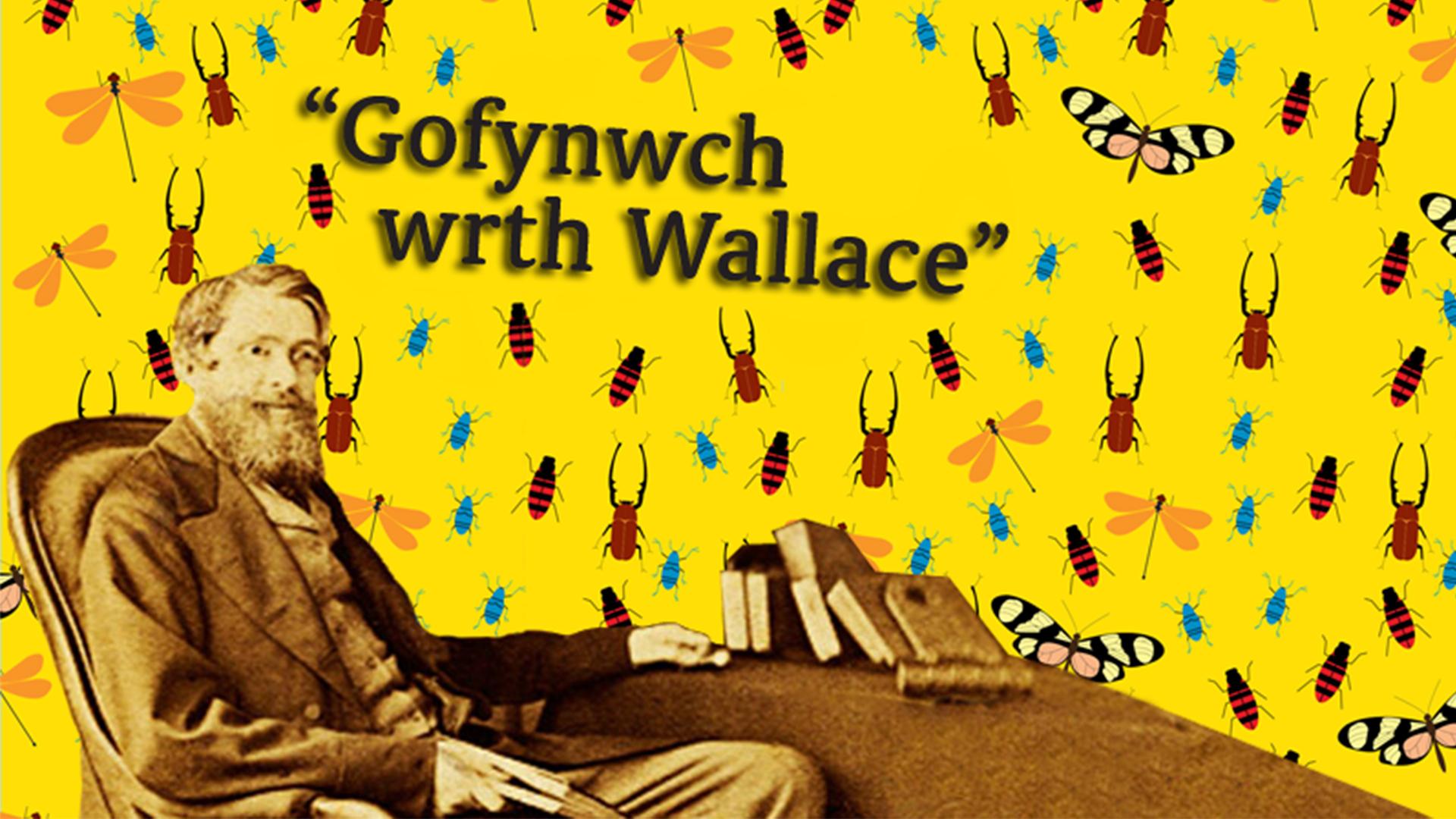 Llun du a gwyn o Alfred Russel Wallace yn eistedd gyda llyfrau gyda cefndir melyn a darluniau o bryfed ymhobman a'r tecst 'Gofynwch wrth Wallace' ar top y llun. 